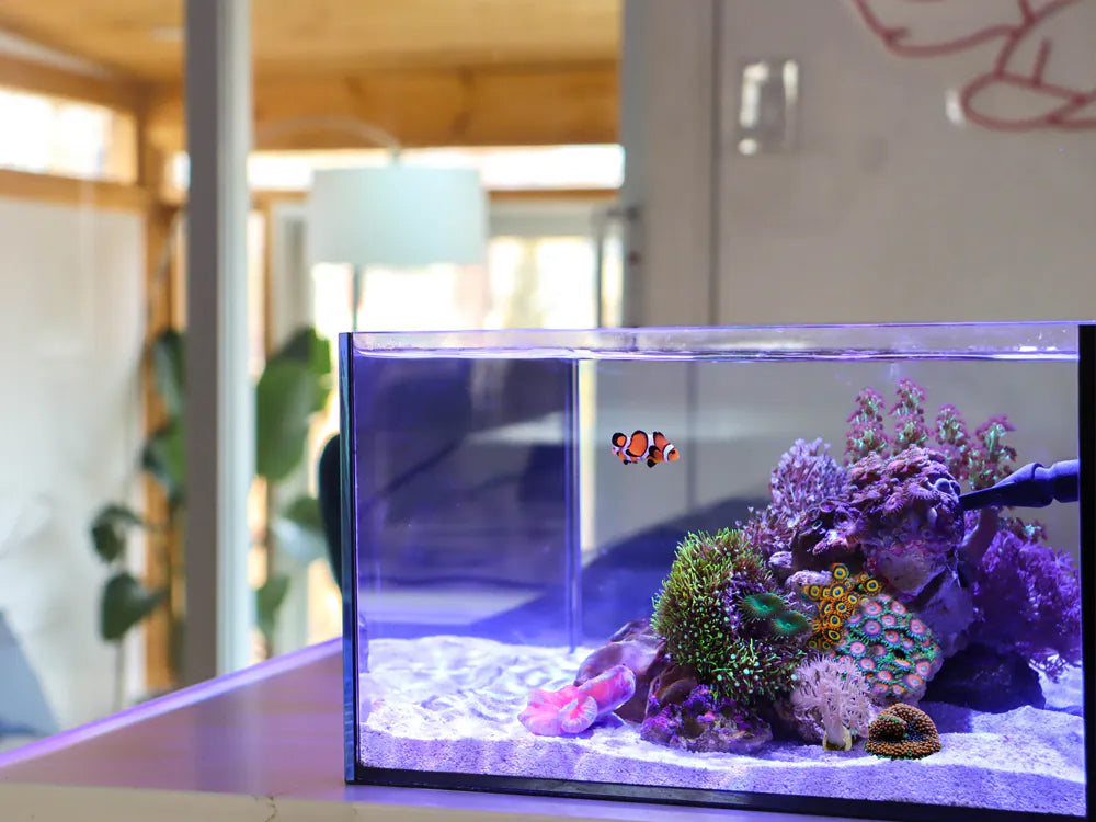 Reef Casa Pico 6 Gallon Aquarium
