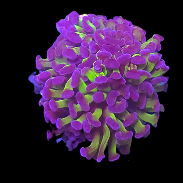 Blue Green Hammer Frag