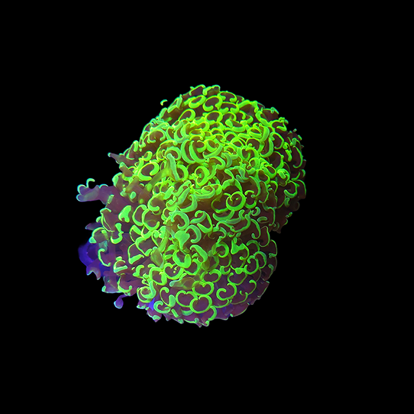 Golden Green Wall Hammer Colony A12 - WYSIWYG