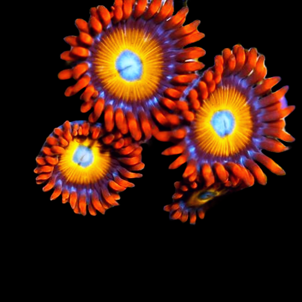 Blue Eyed Blonde Zoas