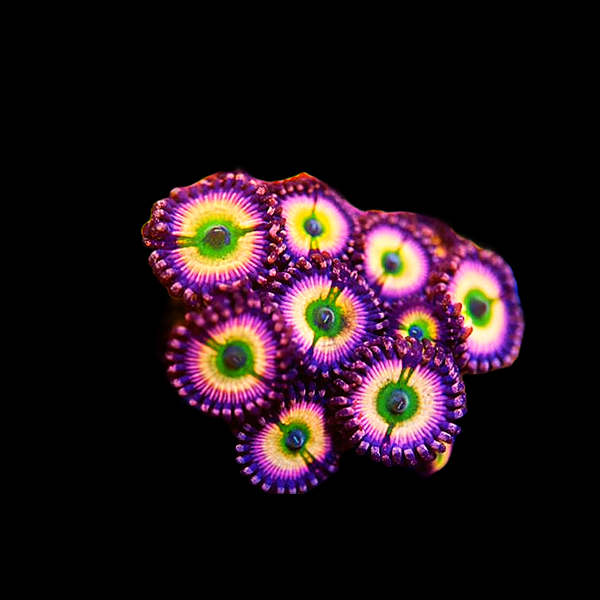 Rainbow Infusion Zoanthid