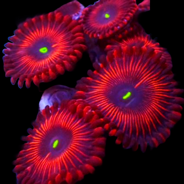Red People Eater Paly