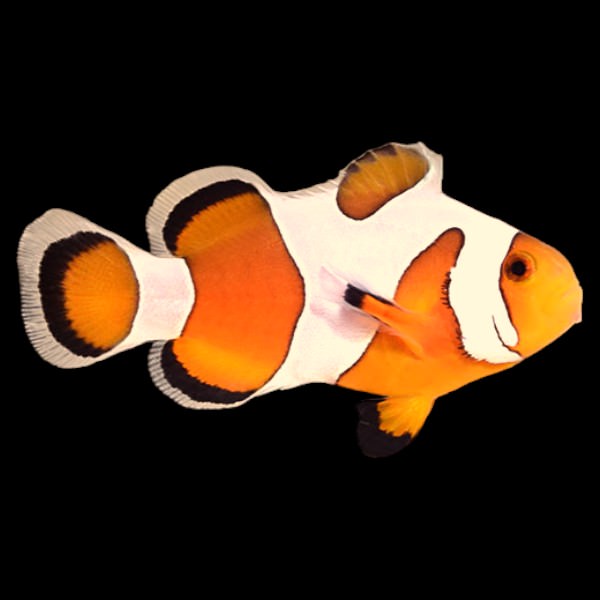 Davinci Clownfish (Captive Bred)
