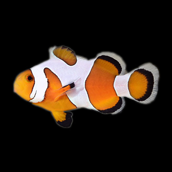 Extreme DaVinci Clownfish ( Captive-Bred Juvenille)