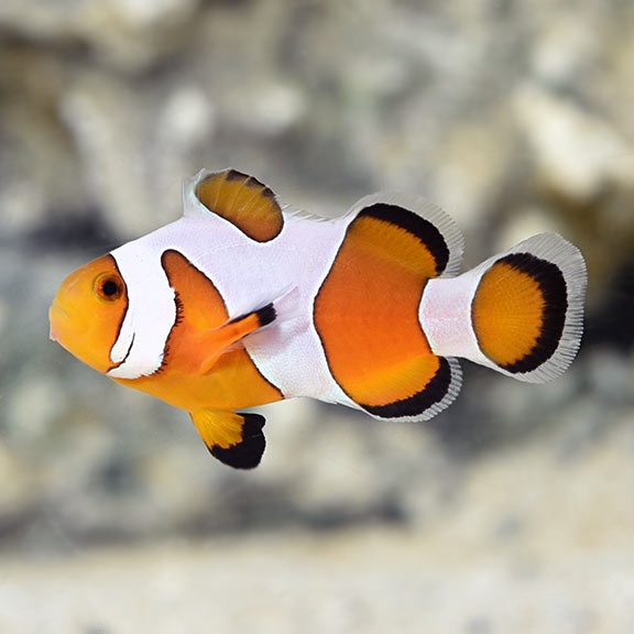 Extreme DaVinci Clownfish ( Captive-Bred Juvenille)