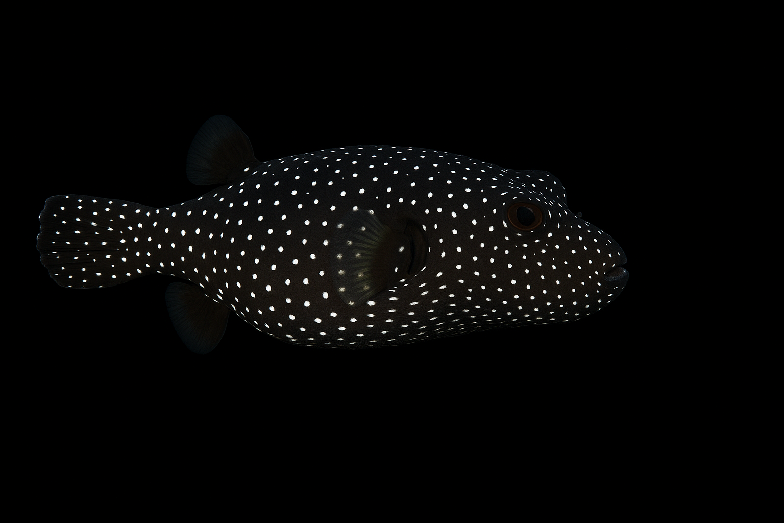 Guineafowl puffer