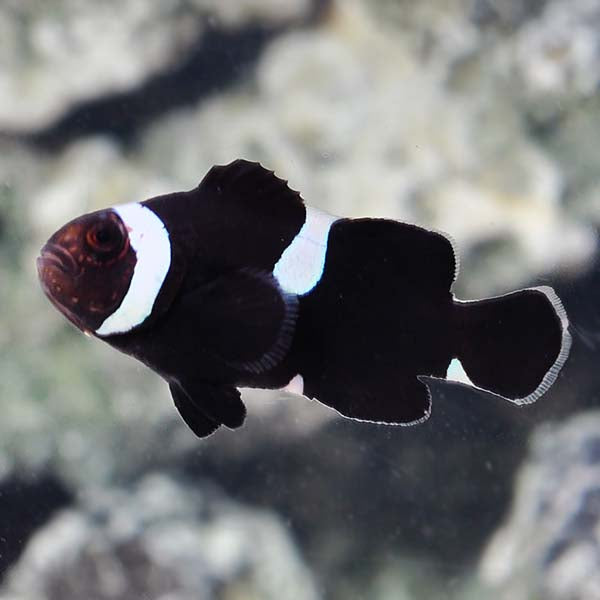 Black Misbar Clownfish ( Captive-Bred Juvenille )