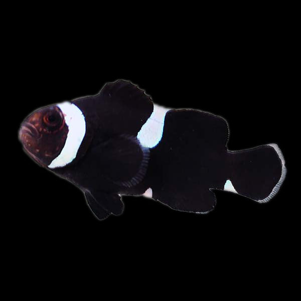 Black Misbar Clownfish ( Captive-Bred Juvenille )