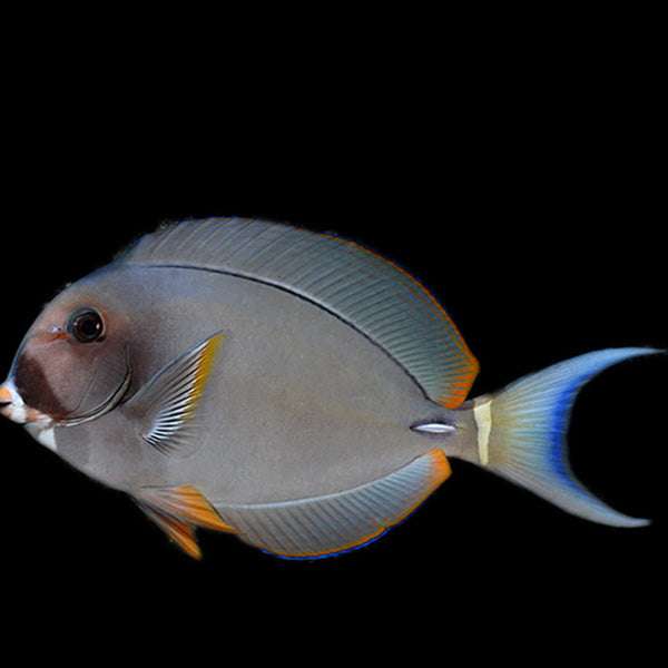 White Face Tang