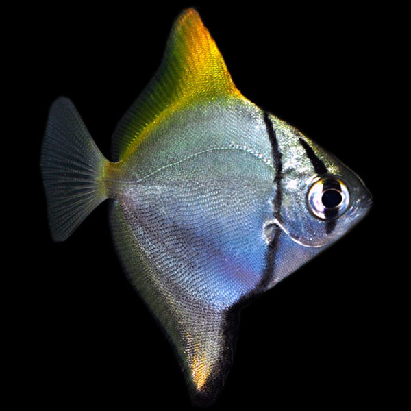 Mono Fish