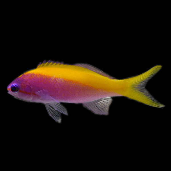 Evansi Anthias