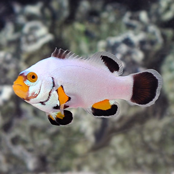 Platinum Clownfish ( Captive-Bred Juvenille)