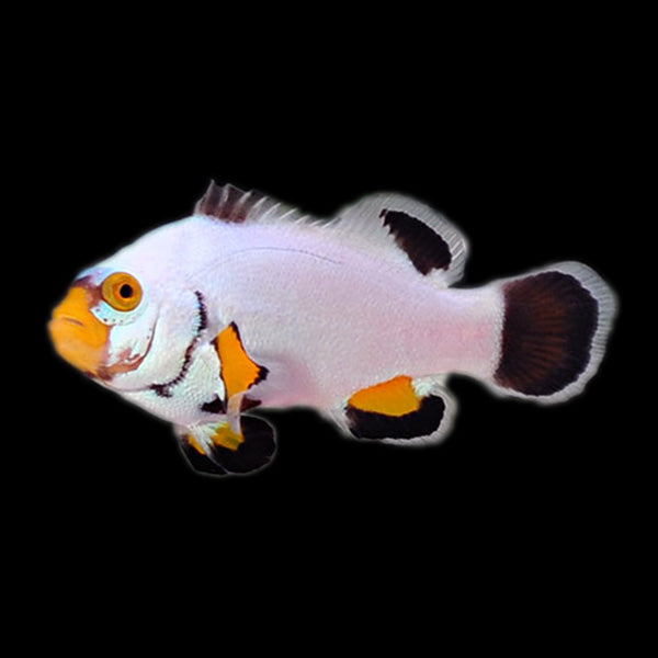 Platinum Clownfish ( Captive-Bred Juvenille)