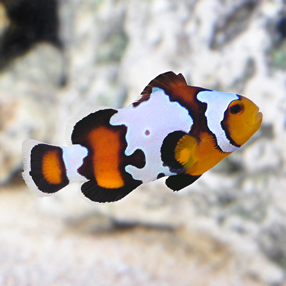 Black Ice Clownfish ( Captive-Bred Juvenille)