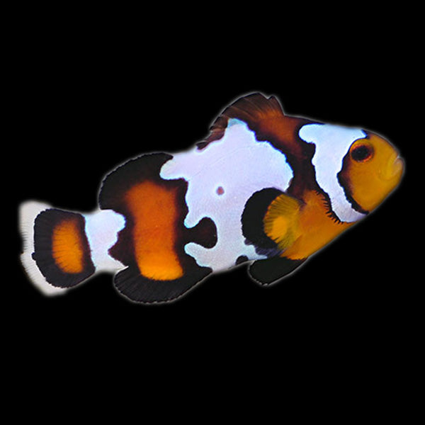 Black Ice Clownfish ( Captive-Bred Juvenille)