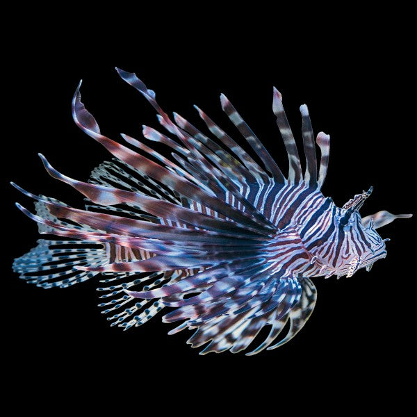 Volitan Lionfish