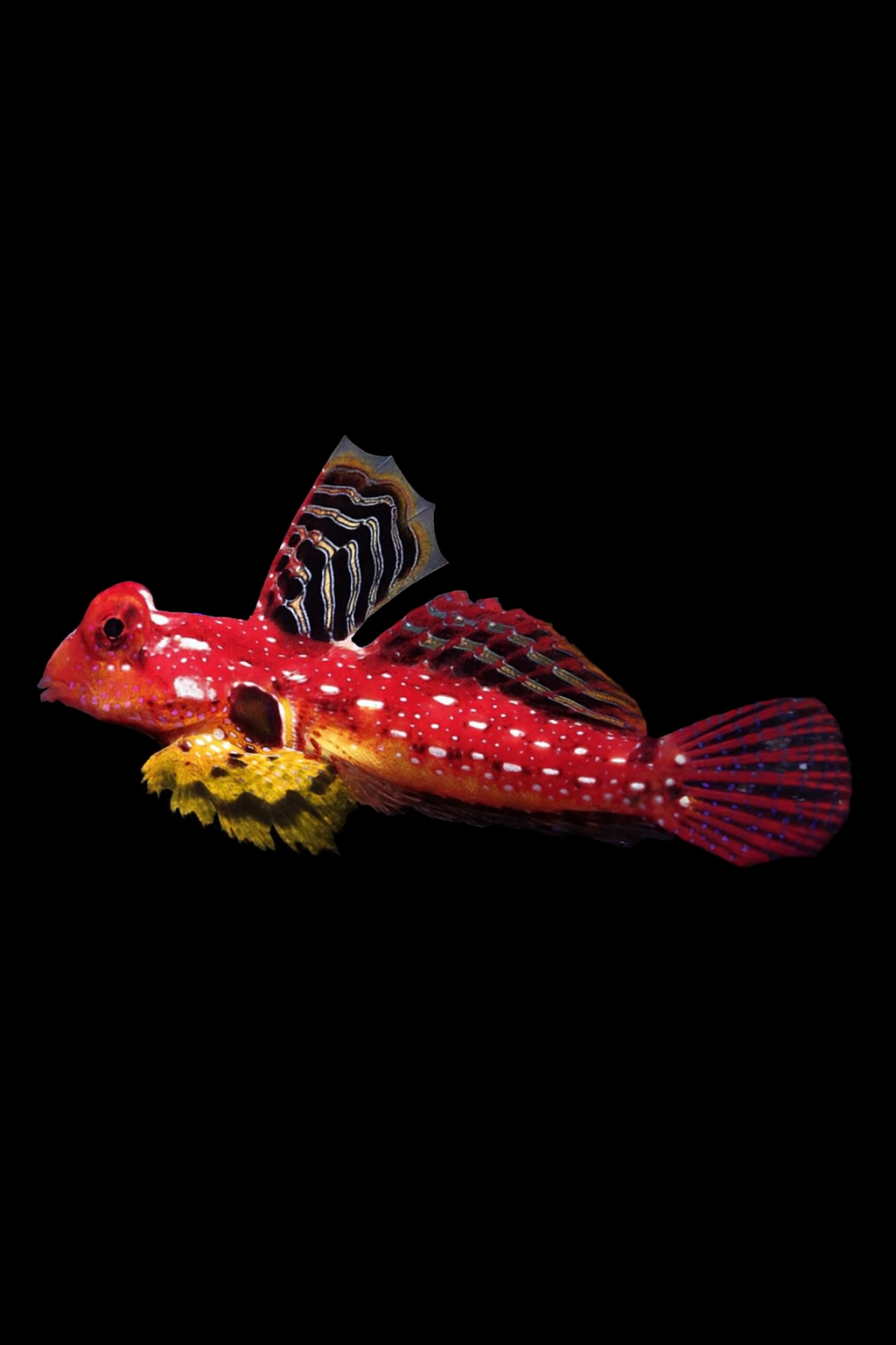 Red Scooter Blenny