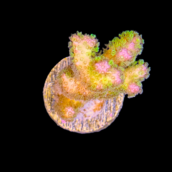 Green Stylophora