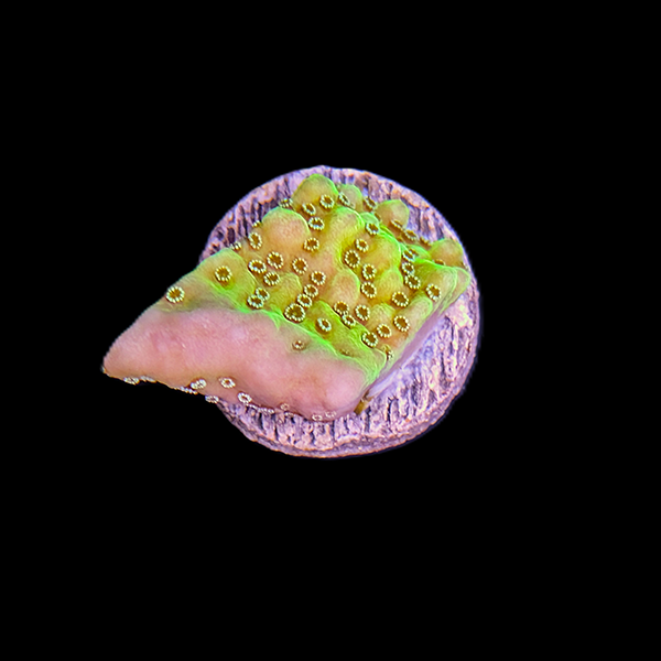 Eye Cup Coral Frag