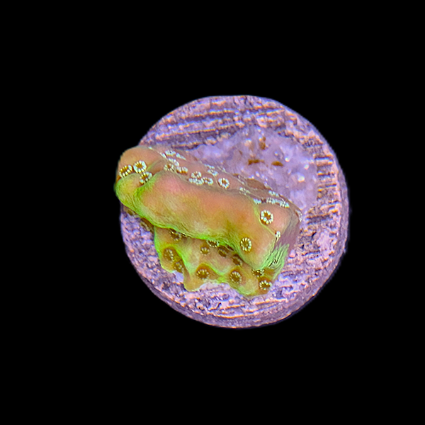 Eye Cup Coral Frag
