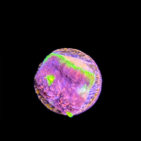 Watermelon Chalice Frag