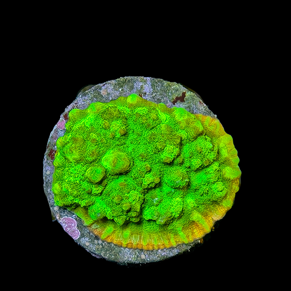 Ultra Green Chalice Colony - WYSIWYG