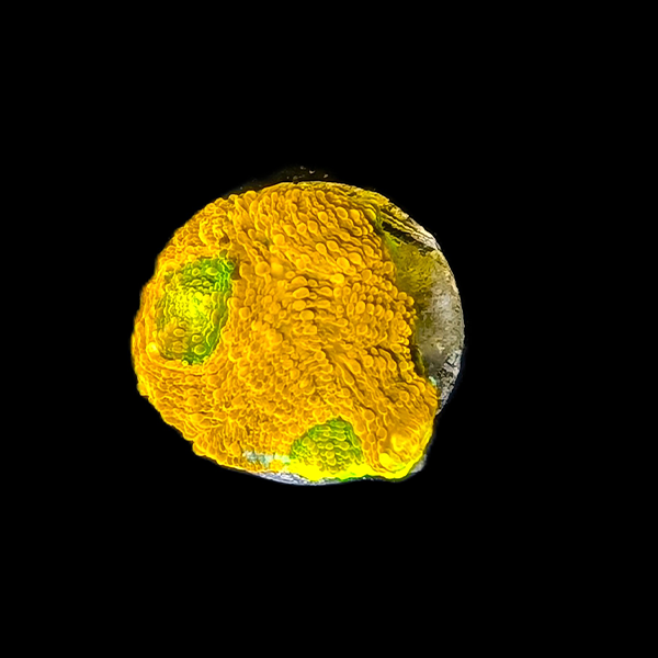 Orange and Green Chalice Frag