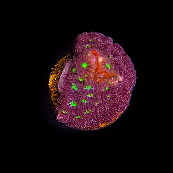 Purple and Green Leptastrea