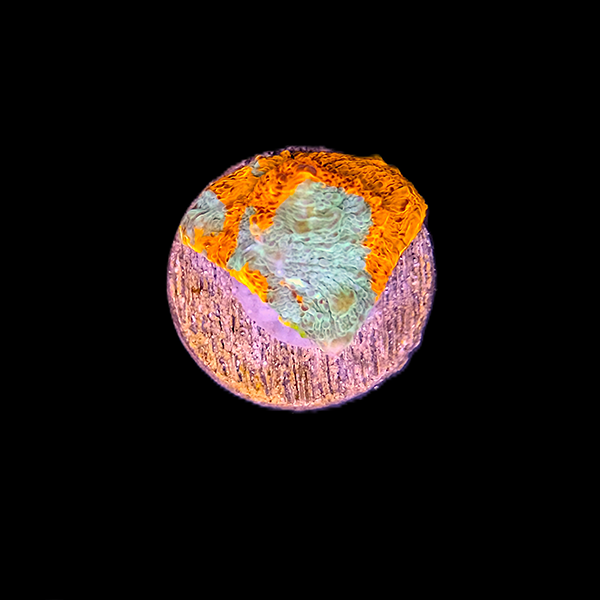 Red and Blue Chalice Frag
