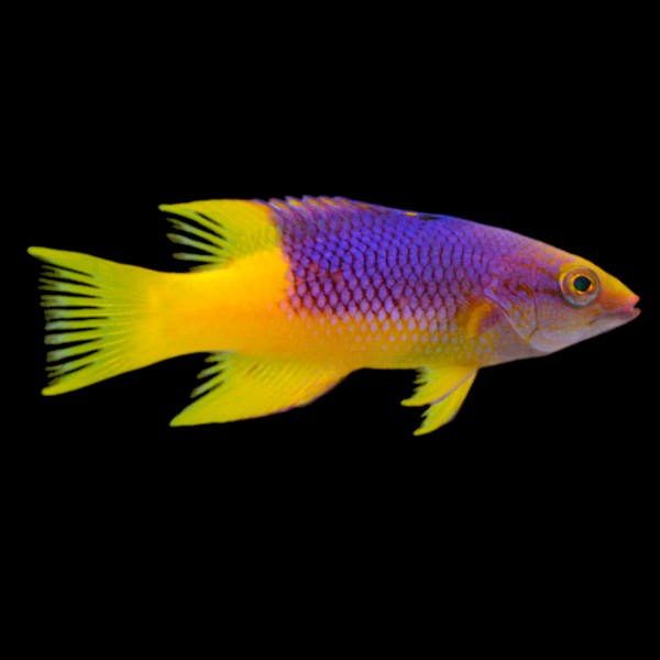 Spanish Hogfish
