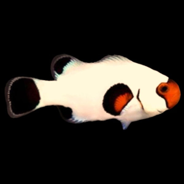 Wyoming White Clownfish (Captive Bred)