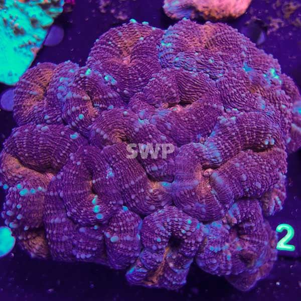 Lobophyllia Extra Large Colony