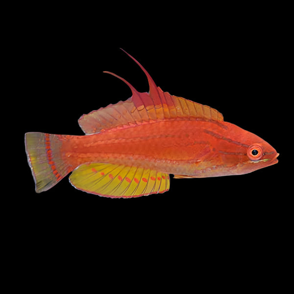 Yellowfin Flasher Wrasse