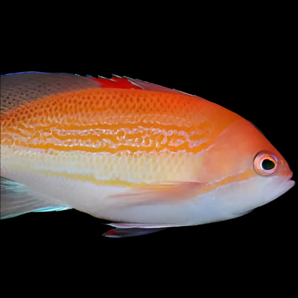 Bloodspot Anthias