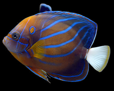 Blue-Ring Angelfish