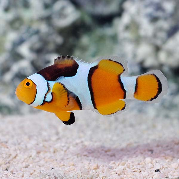 Percula Clownfish (Large)
