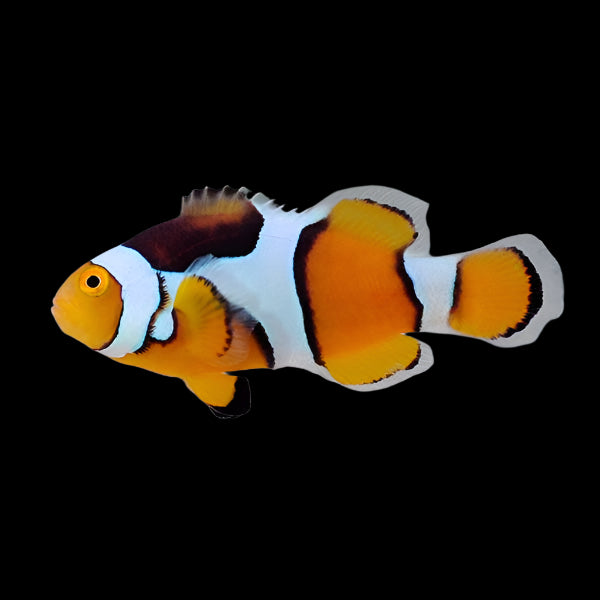 Percula Clownfish (Large)